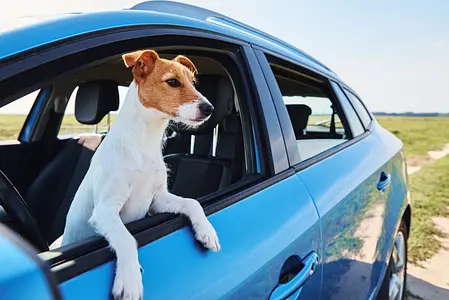 Traveling with Your Puppy: Tips for Car Rides, Plane Trips, and Hotel Stays with Your Furry Companion