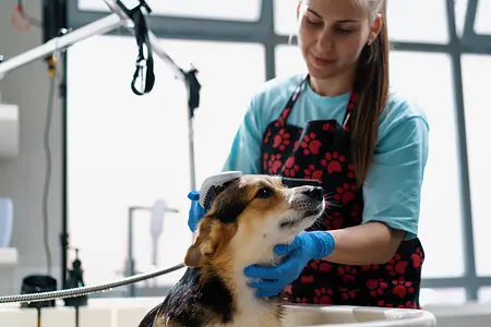 DIY Dog Grooming: When to Do It Yourself and When to Call a Pro