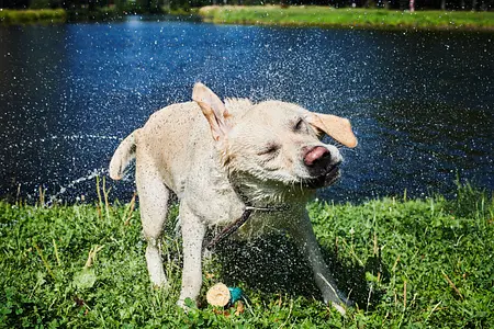 Summer Paws and Claws: A Guide to Hot Weather Safety for Your Puppy