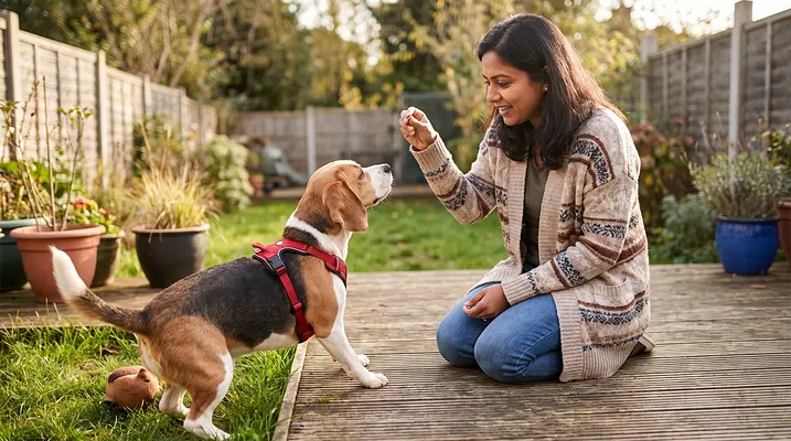 Perché i cani mangiano la cacca e come impedirlo