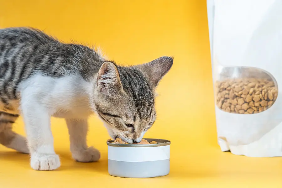 Der vollständige Leitfaden zur Erstellung des perfekten Fütterungsplans für Ihren Katzenfreund