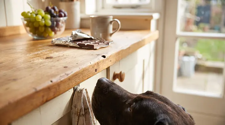 Toxic Foods for Dogs: What to Avoid and What to Do