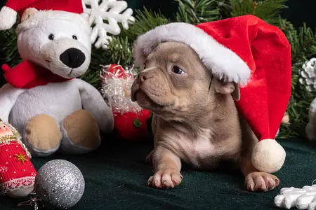 OMG, you got a puppy over the holidays? Now What?