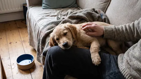 Puppy Diarrhea: Causes, Care, and When to Call the Vet