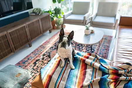 Maintaining a Clean Home with Pets: Tips for Keeping Your Space Tidy and Fresh