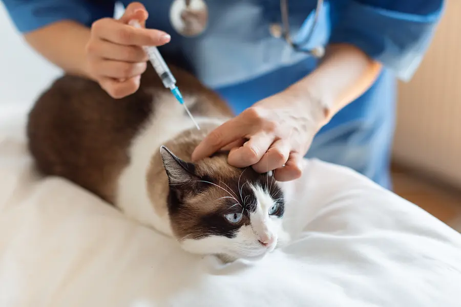 El programa completo de vacunación para gatos: una guía para el dueño cariñoso para mantener sano a su amigo felino