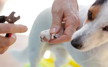Stress-Free Nail Trimming: A Guide to Keeping Your Pup's Paws Healthy