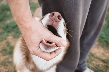 Puppy Playfulness: Teaching Your Dog to Play Gently