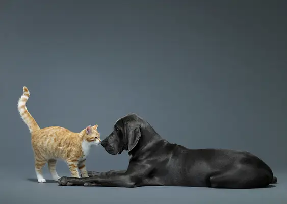 Furry Friends Forever: Introducing Your New Puppy to Your Home's Pet Family