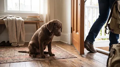 Helping Your Puppy Develop Healthy Independence: A Guide to Reducing Clinginess