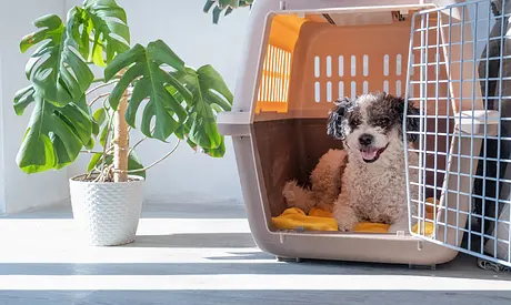 Crate Training Done Right: A Loving Guide to Safe & Happy Crating